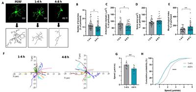 Time-dependent phenotypical changes of microglia drive alterations in hippocampal synaptic transmission in acute slices